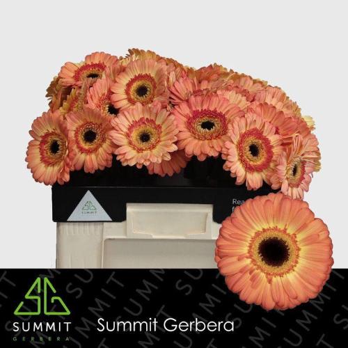 Gerbera grootbloemig Dino+