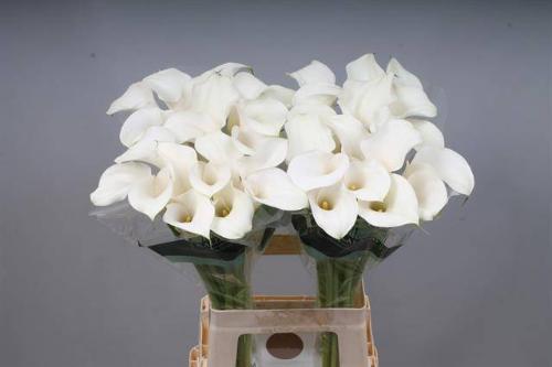 Zantedeschia 'Captain Ventura'