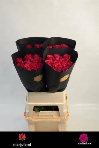 Rosa grootbloemig Xoch!