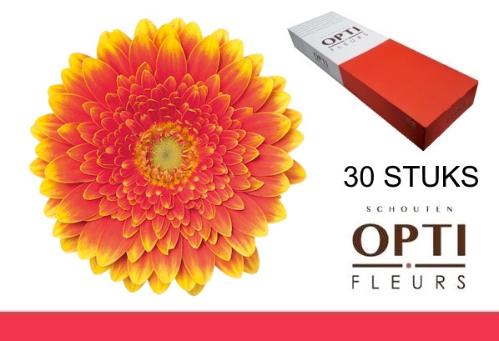 Gerbera mini 'Franky'