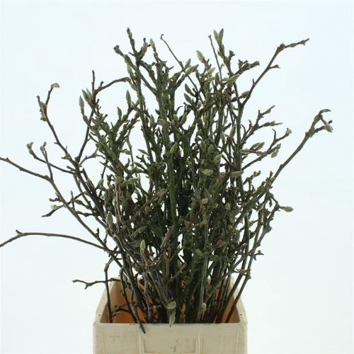 Magnolia grandiflora