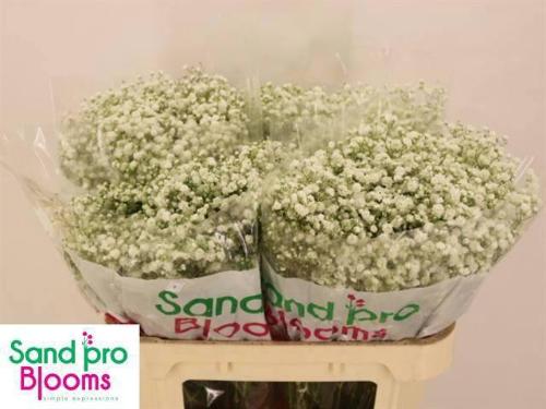 Gypsophila paniculata Xlence