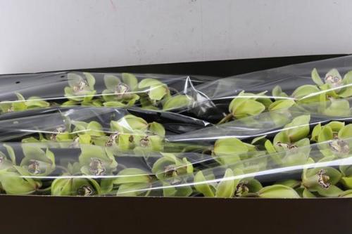 Cymbidium grootbloemig per tak 'Mrs.Robin Hood'