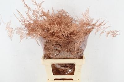 Asparagus overig kleurbehandeld H%