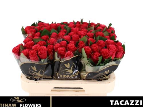 Rosa grootbloemig Tacazzi+