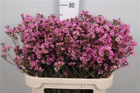 Chamelaucium 'Adi'