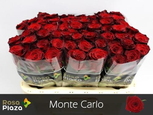 Rosa grootbloemig Monte Carlo