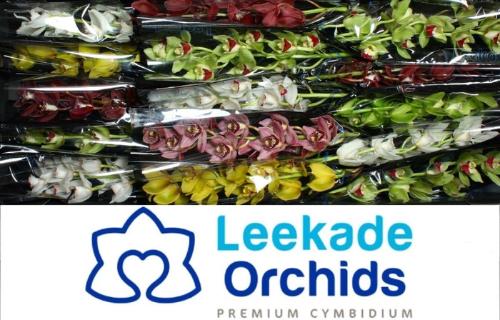 Gerbera grootbloemig 'Xaianga'