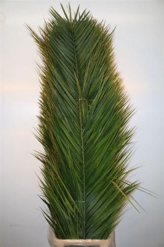 Phoenix roebelenii (blad)