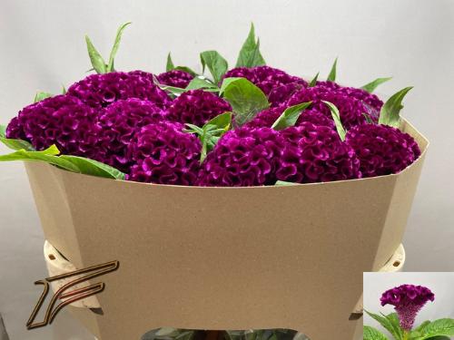 Celosia argentea (Cristata Grp) 'Mystic'