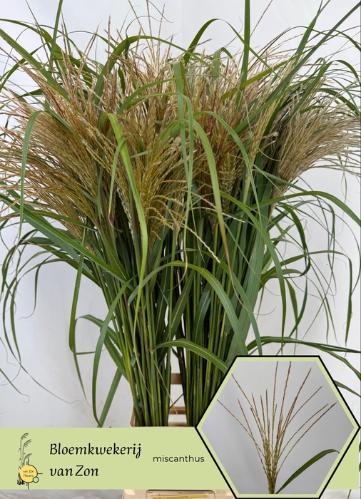 Miscanthus sinensis White Cloud