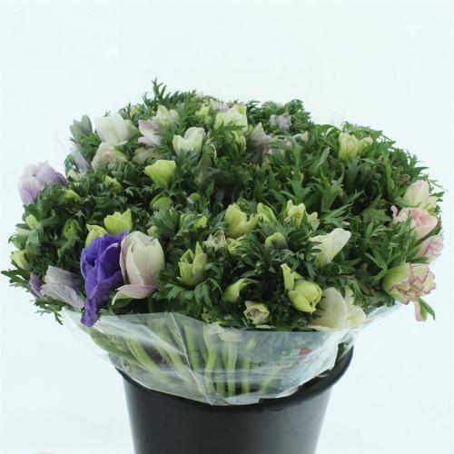 Anemone coronaria 'Galil Pastel'