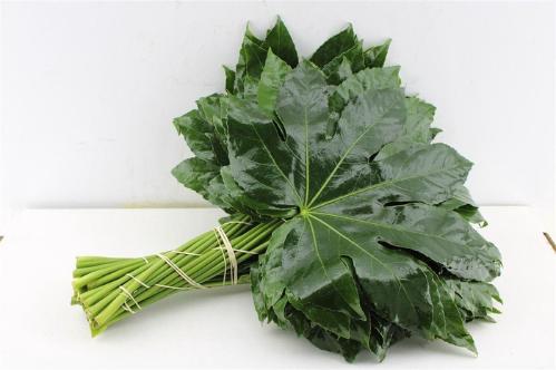 Fatsia japonica (blad)