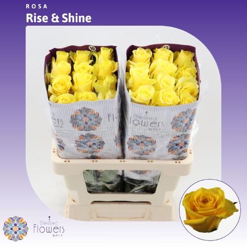 Rosa grootbloemig Rise & Shine