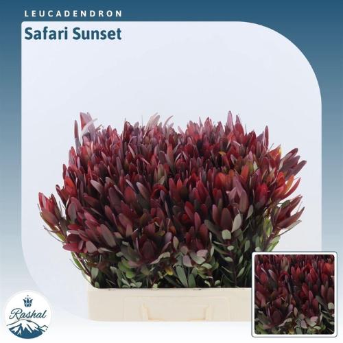 Leucadendron 'Safari Sunset'