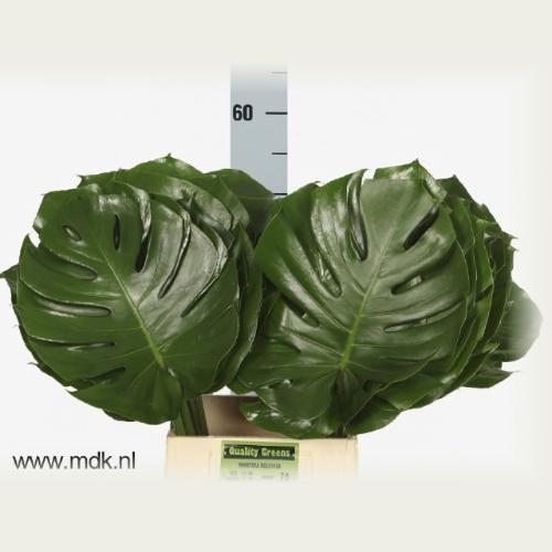 Monstera (blad)