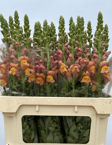 Antirrhinum majus 'Nantes Light Orange'