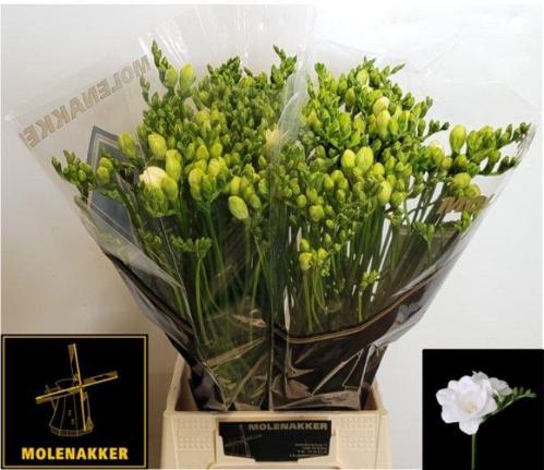 Freesia dubbelbloemig Vivre