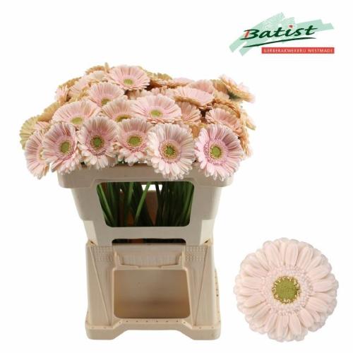 Gerbera mini Alix-Noor
