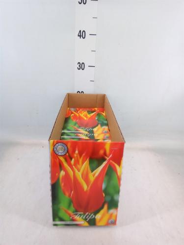 Tulipa (bol)