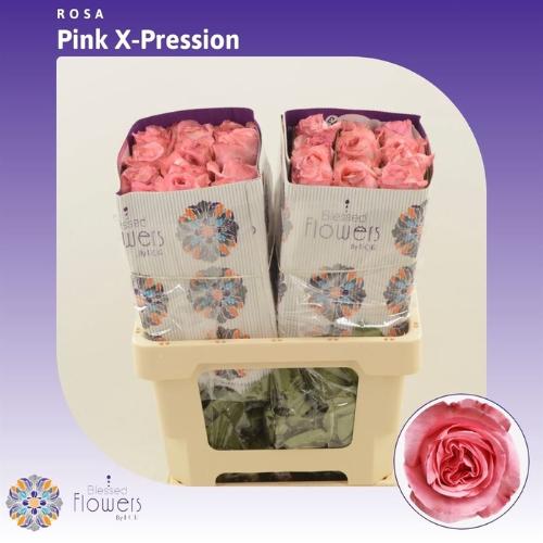 Rosa grootbloemig Pink X-Pression