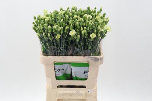 Dianthus Solomio Bern