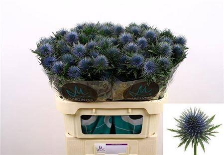 Eryngium planum Magnetar Questar