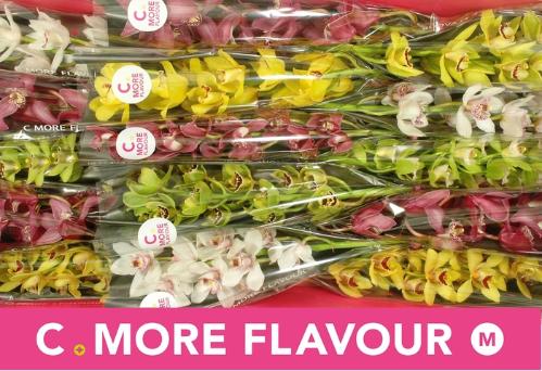 Cymbidium mini per tak gemengd