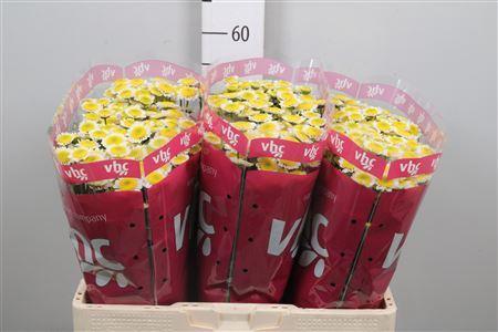 Chrysanthemum Indicum Grp tros santini 'Sun Up'