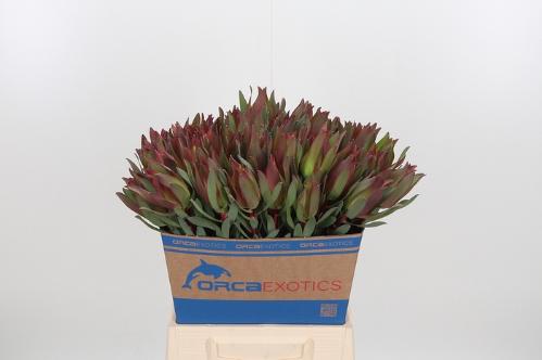 Leucadendron overig
