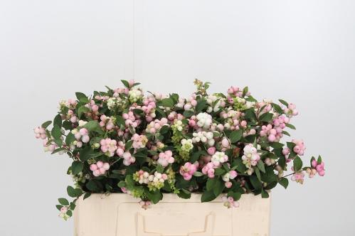 Symphoricarpos Magical Charming Fantasy
