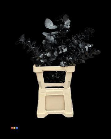 Eucalyptus cinerea kleurbehandeld per bos H%