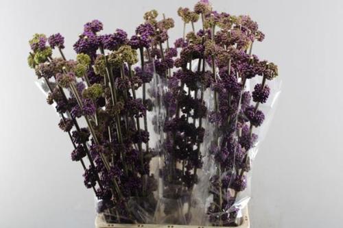 Callicarpa bodinieri var. giraldii