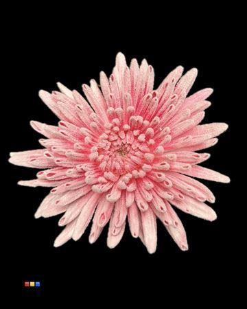 Chrysanthemum geplozen kas kleurbehandeld H%