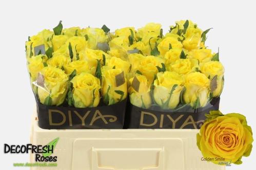 Rosa grootbloemig Golden Smile