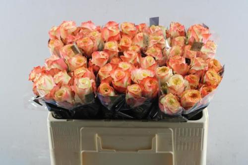 Rosa grootbloemig Adventure