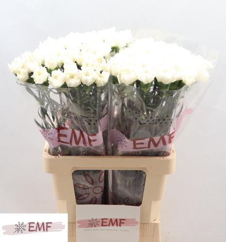 Dianthus standaard Mont Blanc