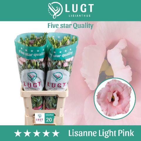 Eustoma russellianum gevuldbloemig Lisanne Light Pink