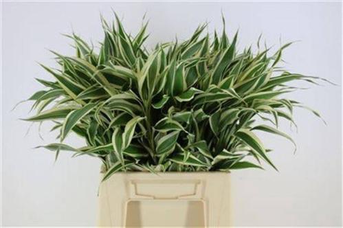 Dracaena sanderiana