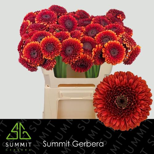 Gerbera mini bolvormig Pomponi Rizzo