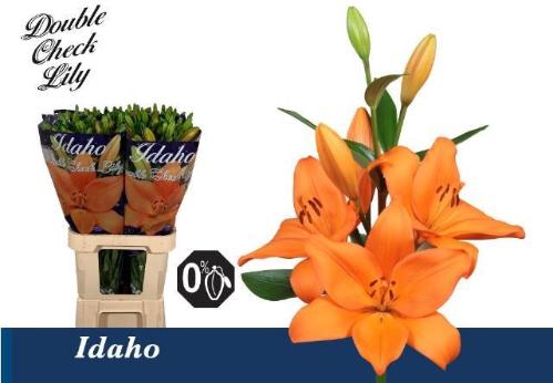 Lilium (LA-hybrids Grp) 'Idaho'