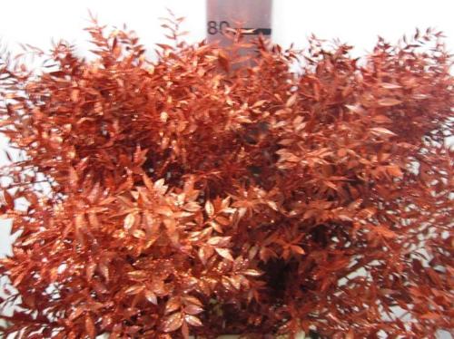 Ruscus kleurbehandeld H%