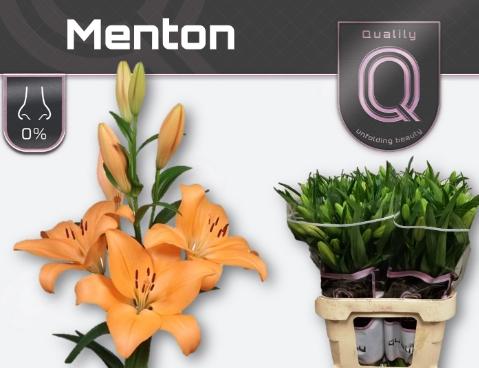 Lilium (LA-hybrids Grp) 'Menton'