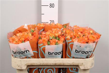 Rosa tros 4 Good Peach+