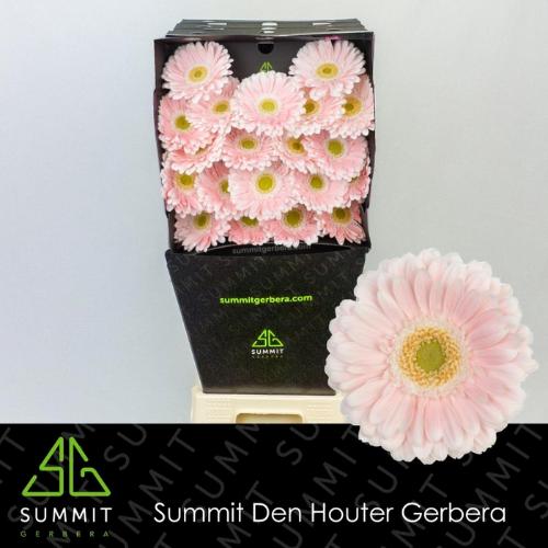 Gerbera mini Crespo