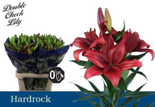Lilium (LA-hybrids Grp) 'Hardrock'