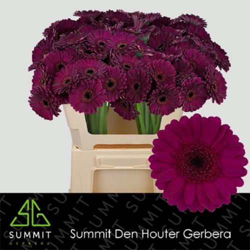 Gerbera mini Impact