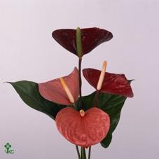 Anthurium Andreanum Grp Love Collectie