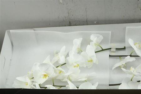 Phalaenopsis per bloem Kobe
