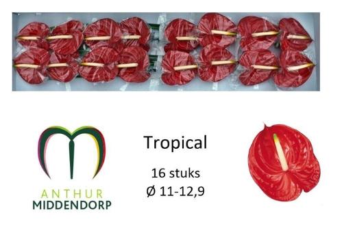 Anthurium Andreanum Grp 'Tropical'